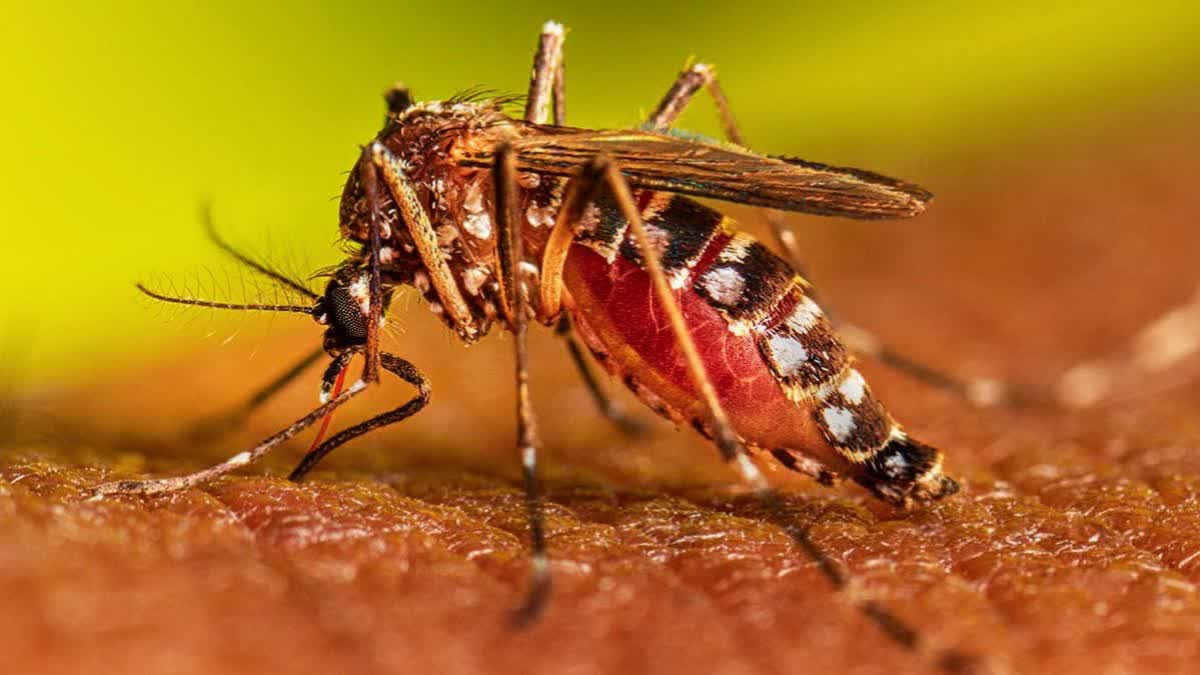 बिहार में बीते 24 घंटे में डेंगू के 141 नए मामले आए
