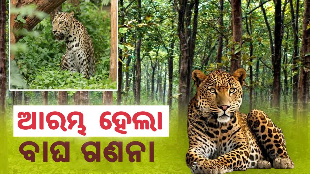 Tiger census begins in Similipal