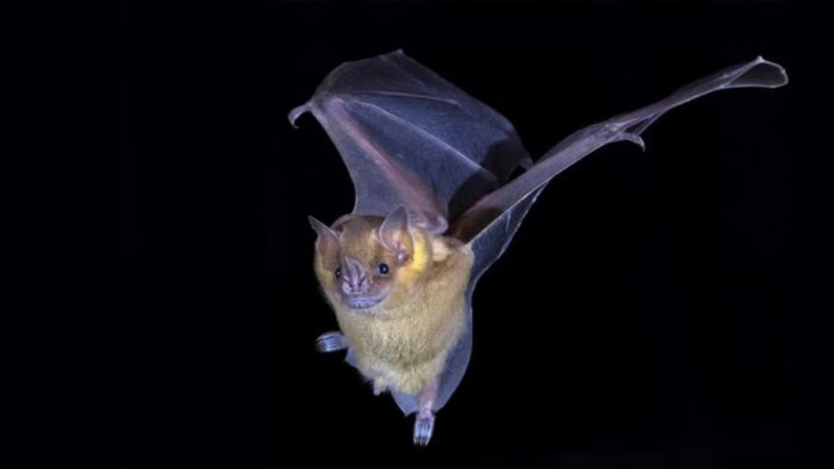 Bat genes could hold the key to unlocking new ways to battle cancer and Covid-19