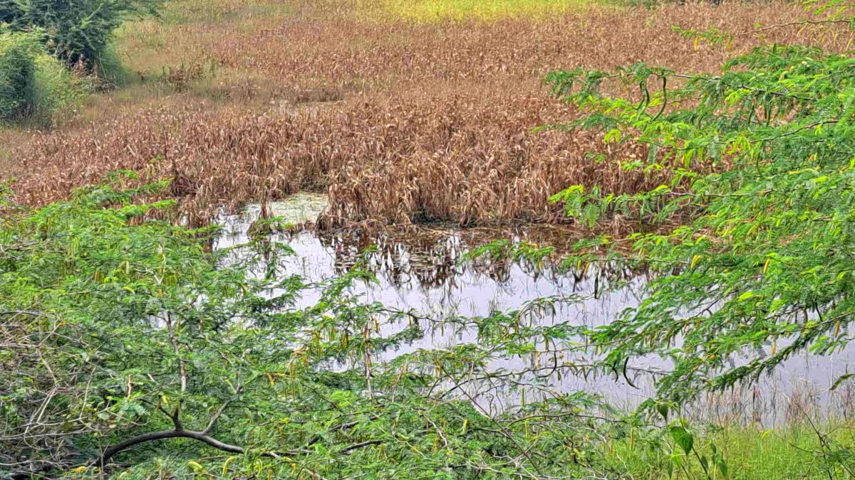 ಹಾವೇರಿ ರೈತ