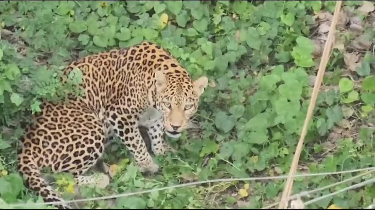 Leopard In Kopargaon