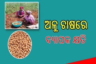 ଅଦିନିଆ ବର୍ଷା ଯୋଗୁଁ କମିଛି ଆଳୁ ଉତ୍ପାଦନ , ଚାଷୀ କ୍ଷତିଗ୍ରସ୍ତ