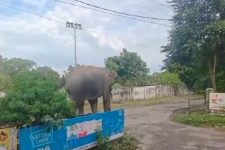 Elephant seen in Haridwar