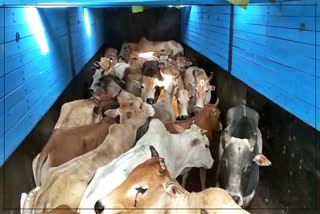 BASISTHA police SEIZED A VEHICLE LOADED WITH CATTLE