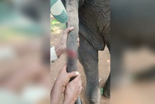 assault-on-pregnant-elephants-tail-in-sakrebail-camp-at-shivamogga