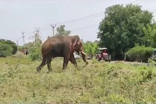 சத்தியமங்கலும் மலைக்கிரமப் பகுதியில் யானை தாக்கி பெண் பலி