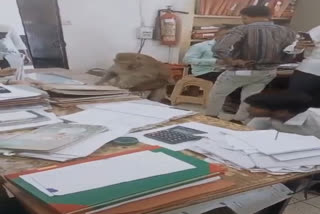 Watch: When monkey became an officer, checked files at government office