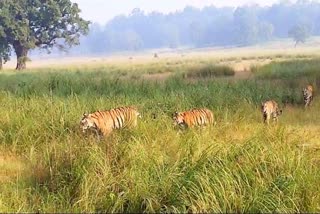 Tigress With Cub In Mandla