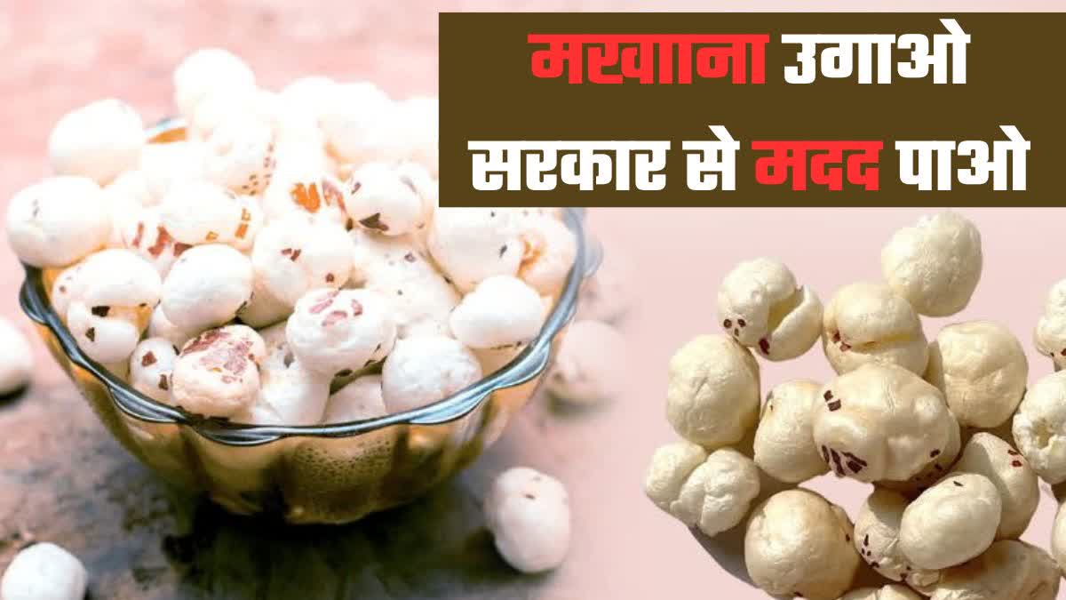 makhana cultivation ki kheti yogi government give 40 thousands subsidy price latest