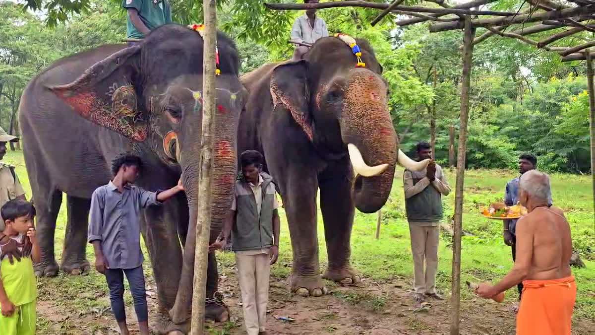 Dasara Elephant Mahendra