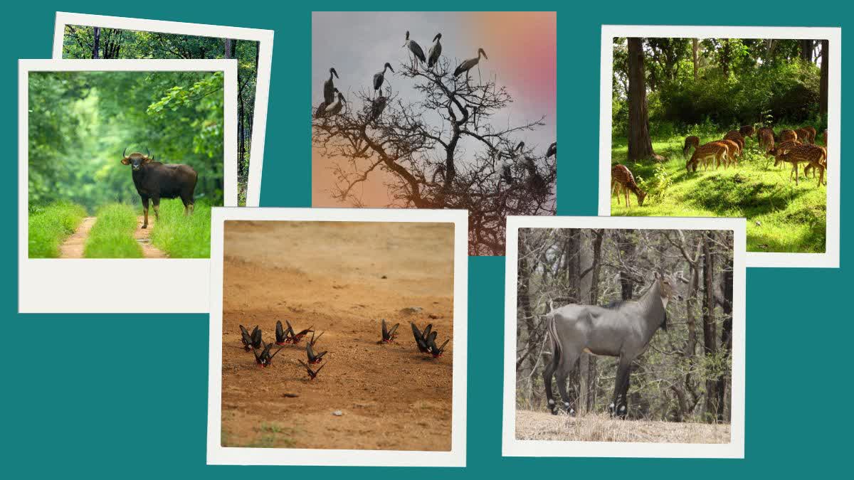 BARNAWAPARA SANCTUARY