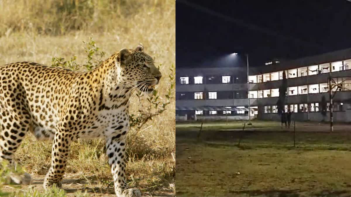 SAGAR UNIVERSITY LEOPARD VIDEO