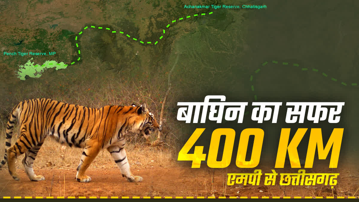 Pench tiger reserve tigeress in chhatisgarh