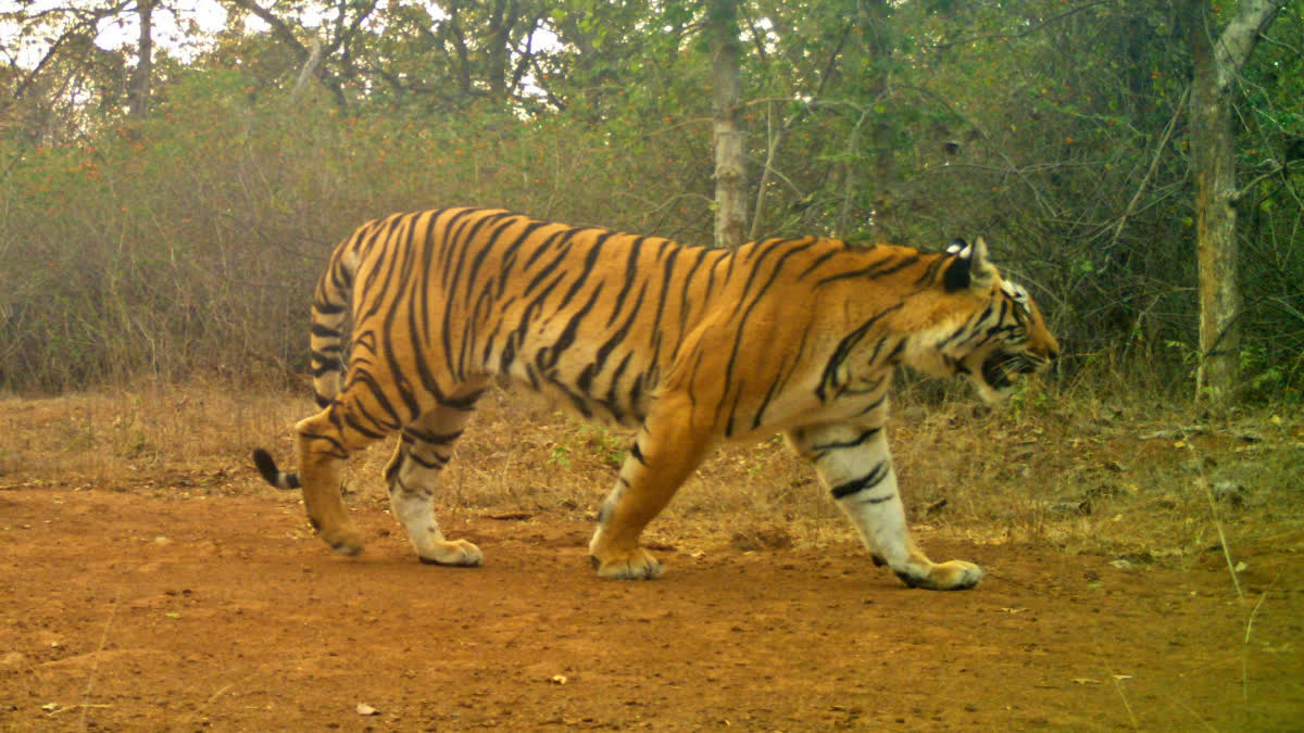 TIGERESS TRAVELLED 400 KM  PENCH TIGER RESERVE MADHYA PRADESH  പെണ്‍കടുവ 400 കിമീ സഞ്ചരിച്ചു  പെഞ്ച് കടുവ സങ്കേതം മധ്യപ്രദേശ്