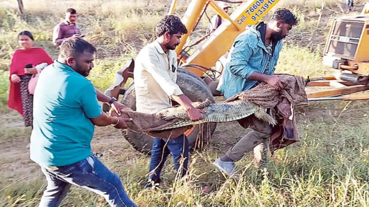 In an unfortunate turn of events, a vehicle transporting wild animals, including rare species like a white tiger and gharial crocodiles, met with an accident, but all animals were reported to be safe.