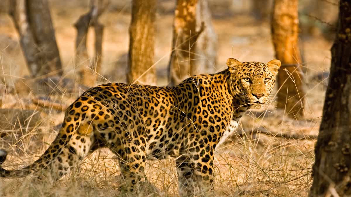 Man Fight with Leopard in UP Forest