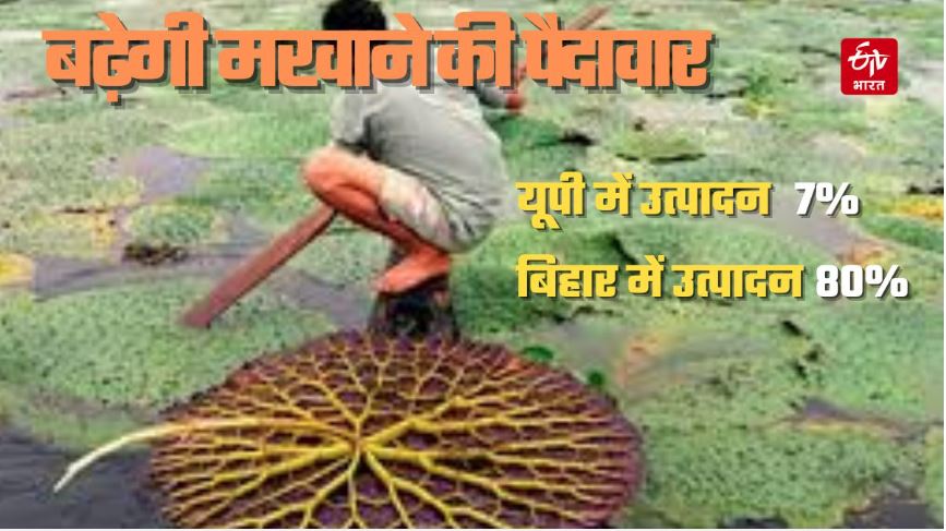 makhana cultivation ki kheti yogi government give 40 thousands subsidy price latest