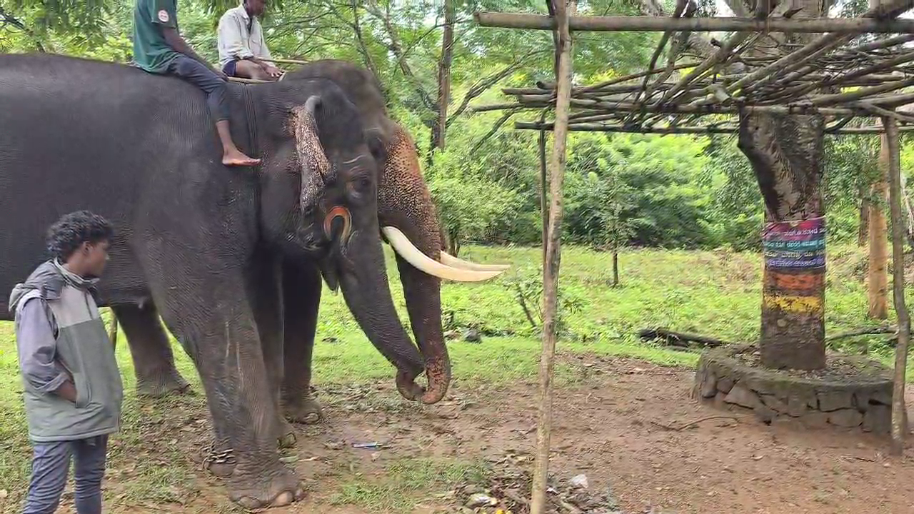 Dasara Elephant Mahendra