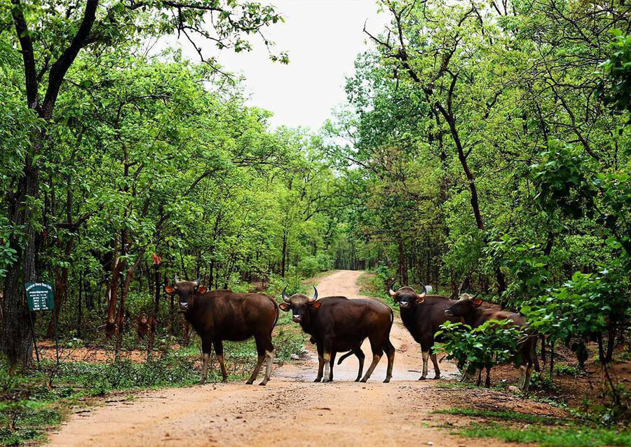 BARNAWAPARA SANCTUARY