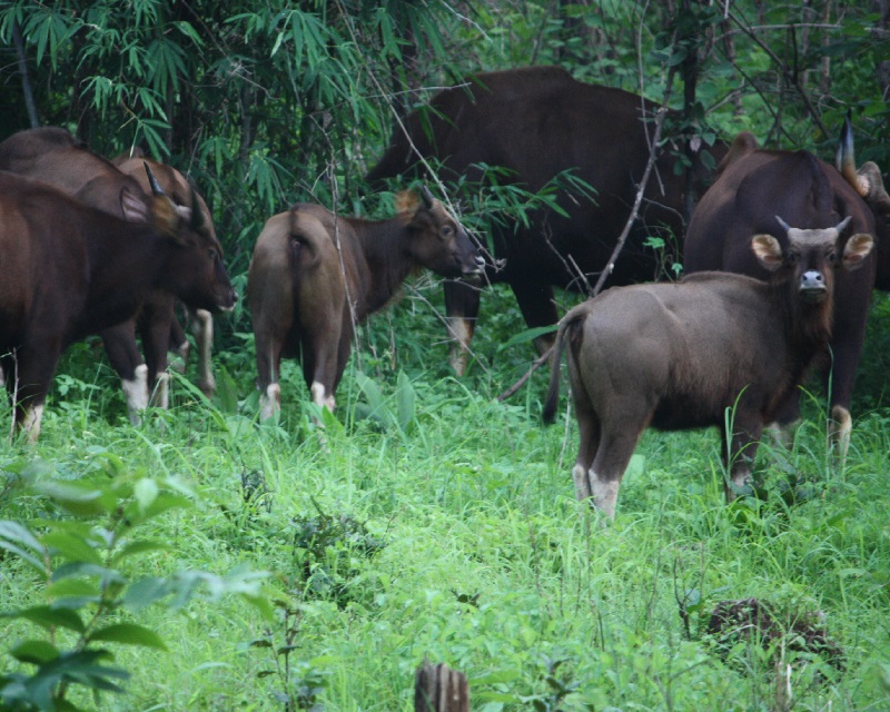 BARNAWAPARA SANCTUARY