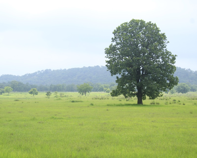 BARNAWAPARA SANCTUARY