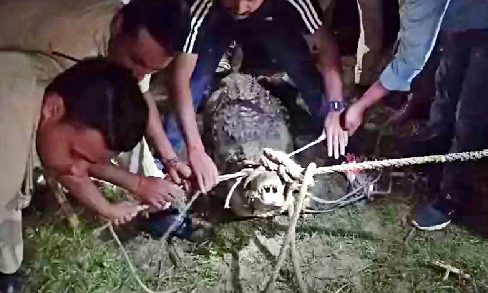 CROCODILE RESCUED IN MOTIHARI