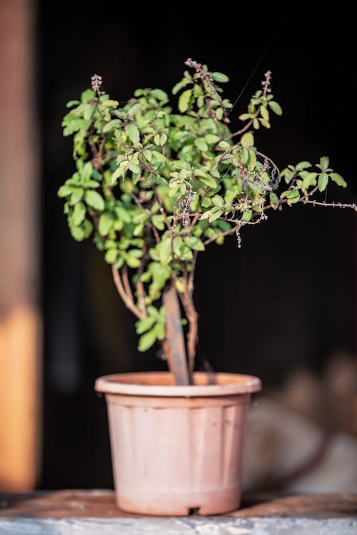 Kati Bihu Special: Health Benefits Of Basil Tulsi Leaves