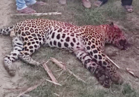 Leopard and Man Fights in UP