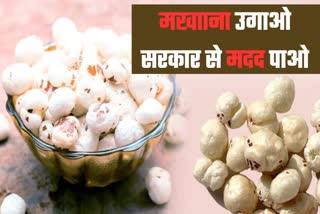 makhana cultivation ki kheti yogi government give 40 thousands subsidy price latest