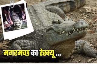 CROCODILE RESCUED IN MOTIHARI