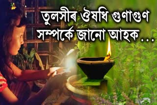 Kati Bihu Special: Health Benefits Of Basil Tulsi Leaves