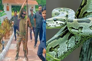 python entered resort Narwar