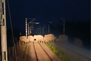 Herd of elephants crossing railway tracks