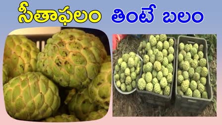 Story On Custard Apple