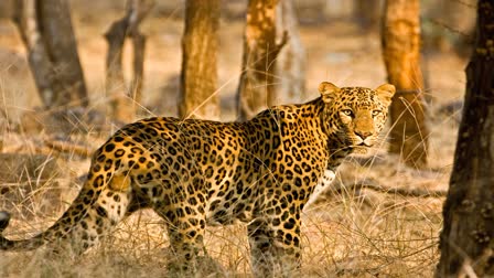 Man Fight with Leopard in UP Forest