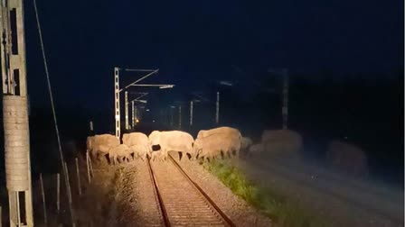 Herd of elephants crossing railway tracks