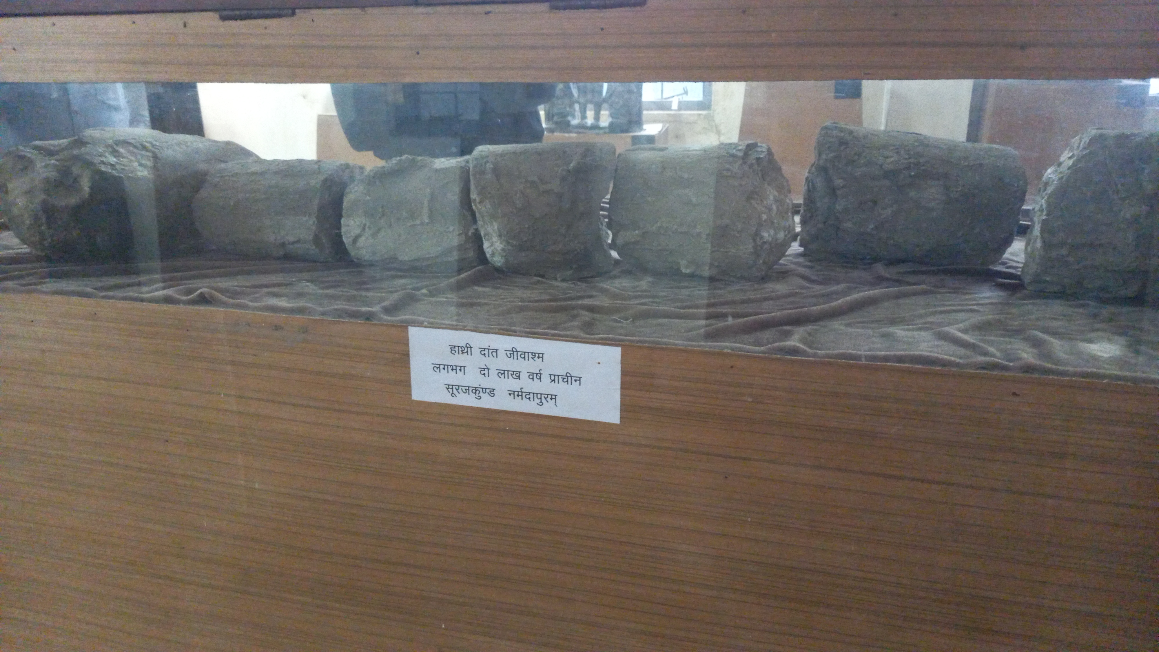 ivory fossil Narmadapuram Museum