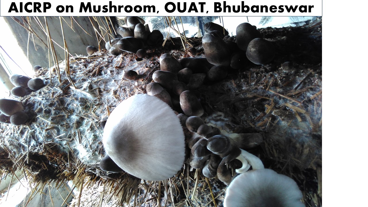 mushroom cultivation and production