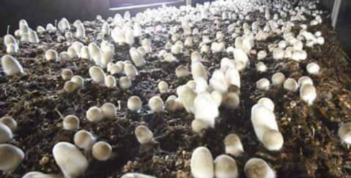 mushroom cultivation and production