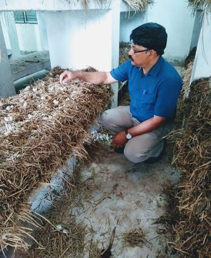 mushroom cultivation and production