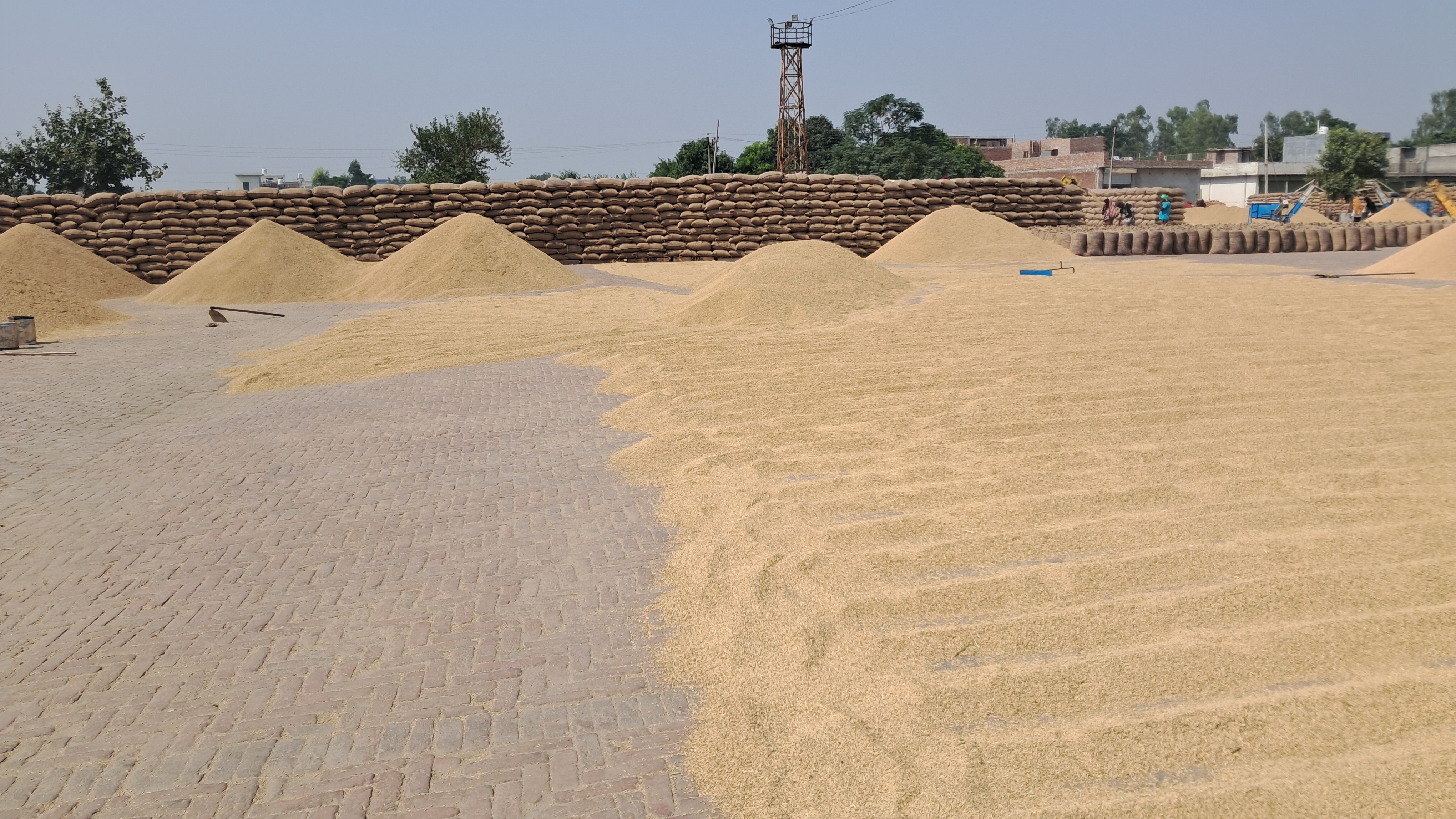 The politics of the paddy season in Punjab, the farmers made a big announcement