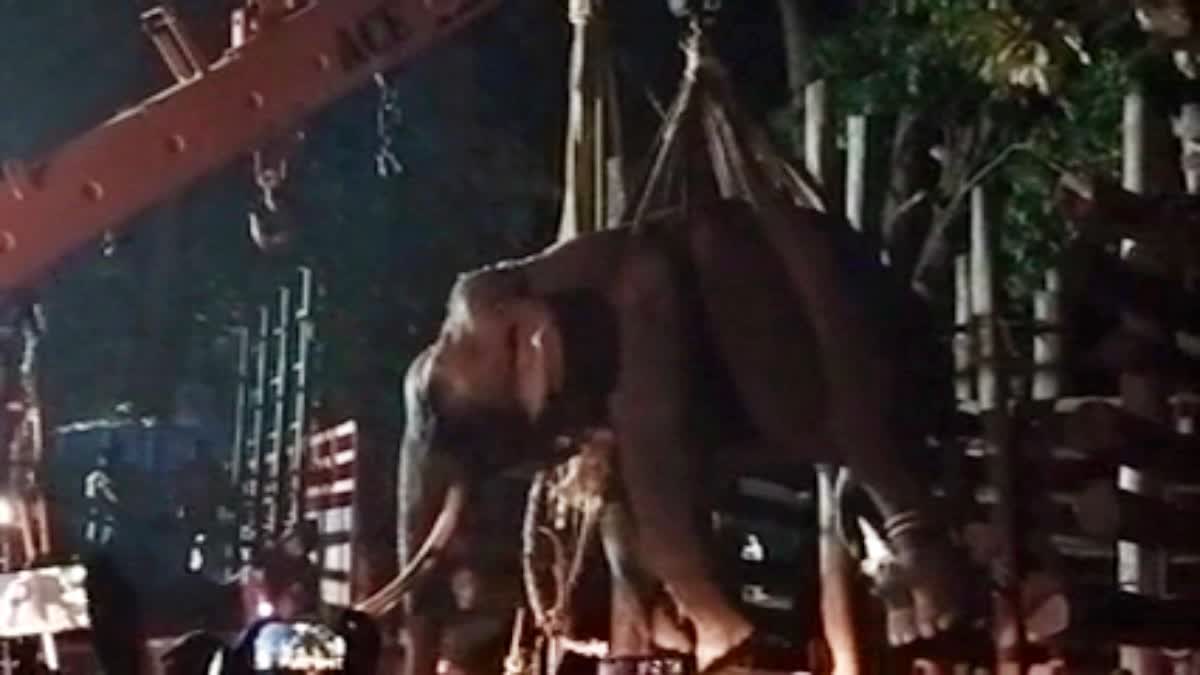 Wild elephant caughted