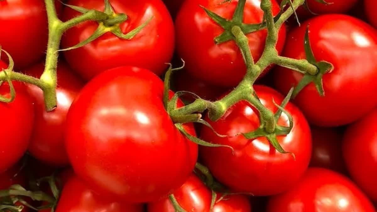 tomatoes file pic