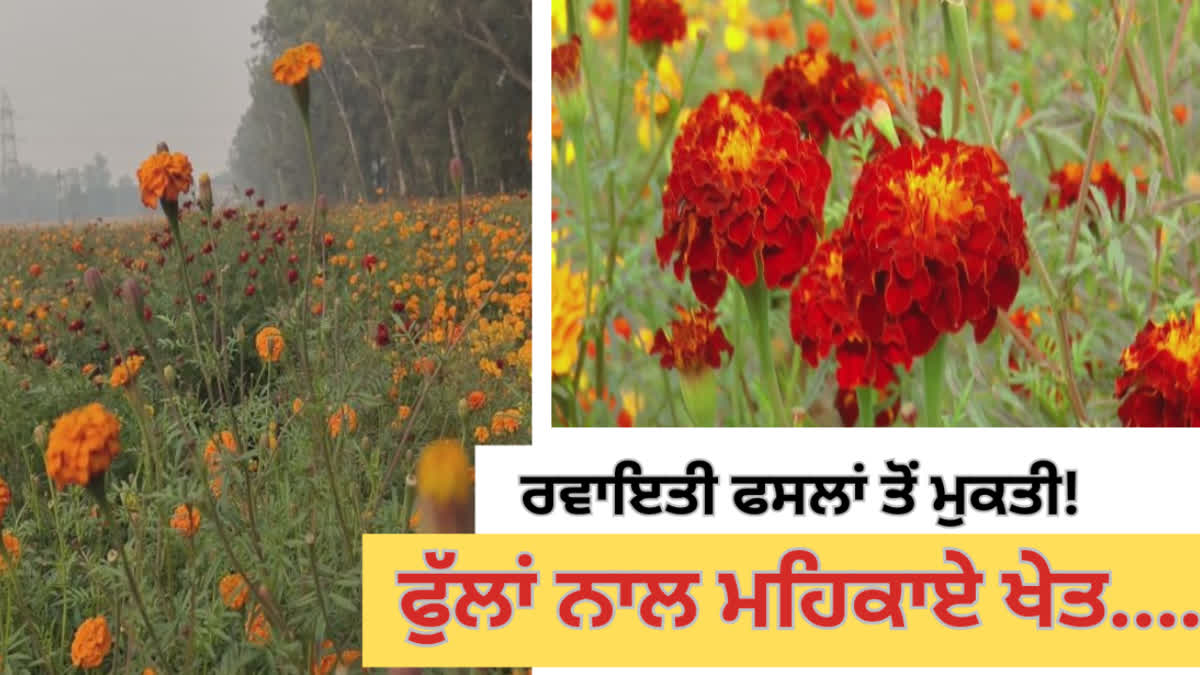 Farmers of Faridkot started flower cultivation leaving traditional crops