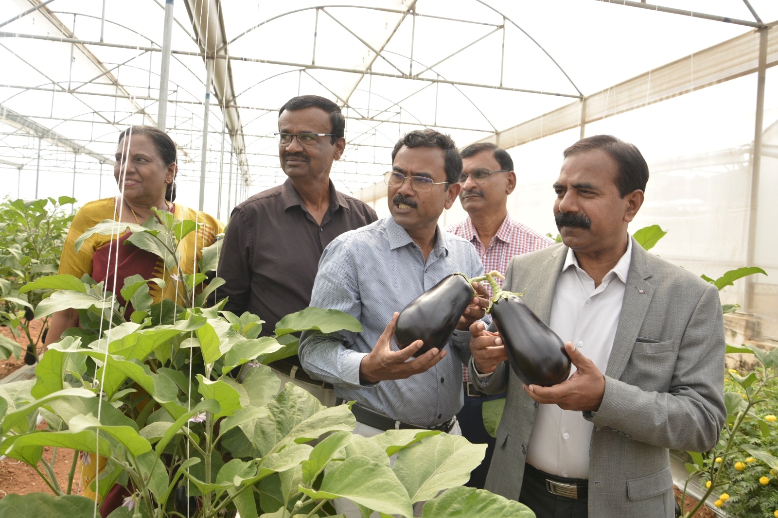 Big Size Brinjal