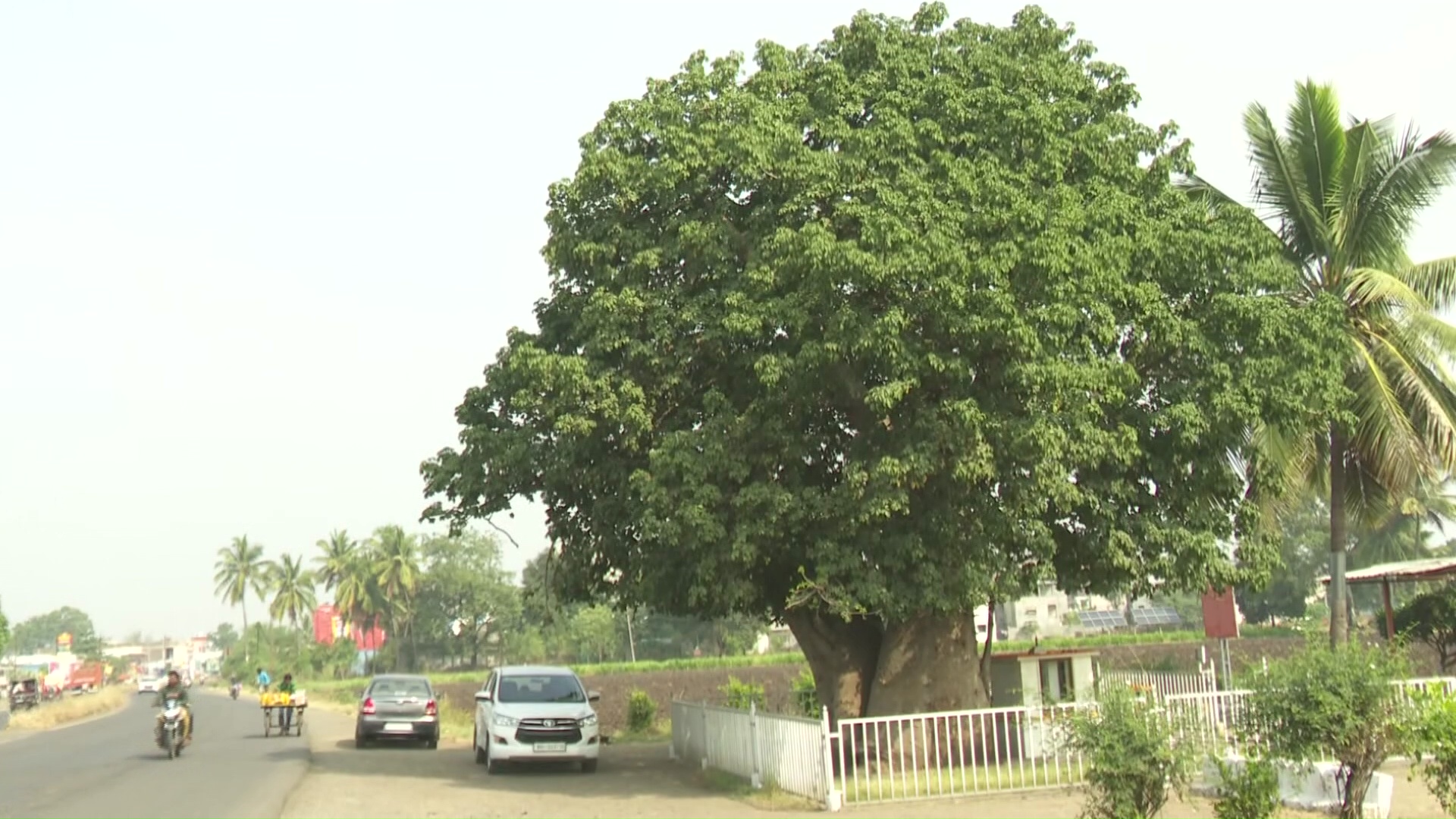 sai baba meditation tree