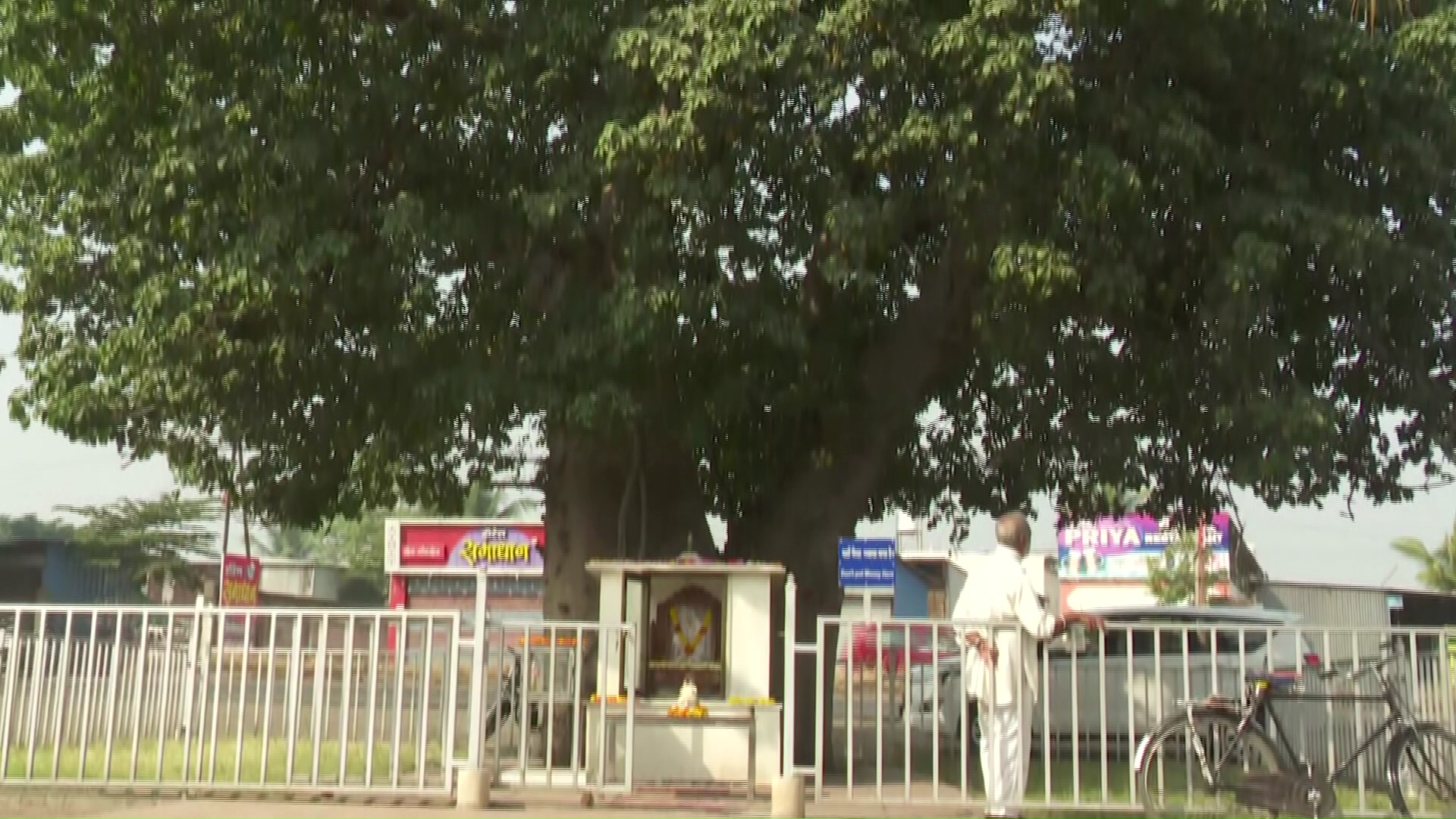 sai baba meditation tree