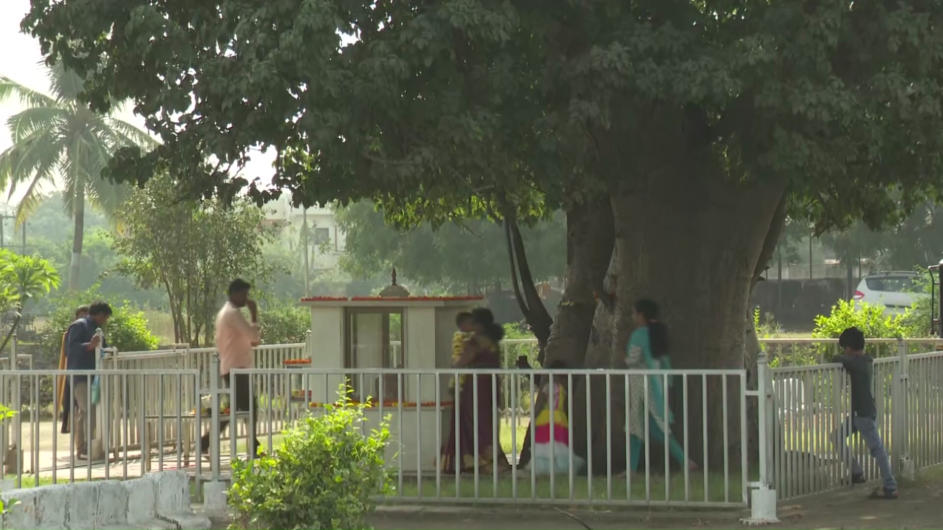 sai baba meditation tree