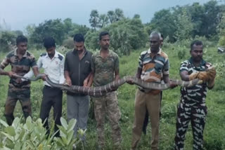 The forest officials caught the snake safely