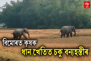 elephant menace in various villages of golaghat
